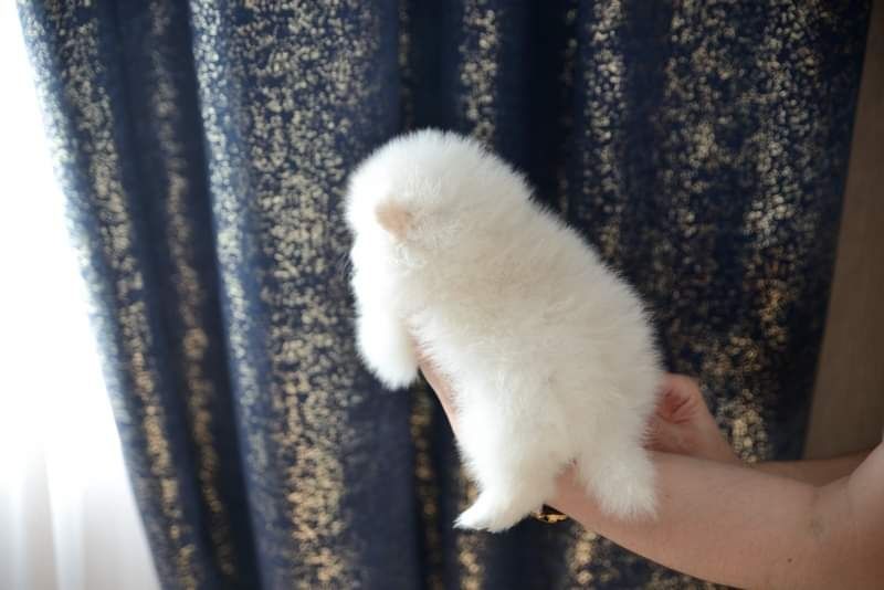 Pomeranian mini sunia biała