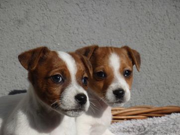 Jack Russell Terrier suczka biało- brązowa WZORZEC RASY pure breed JRT