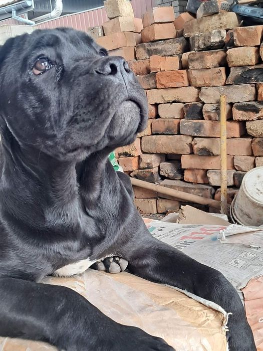 Кане корсо дітки