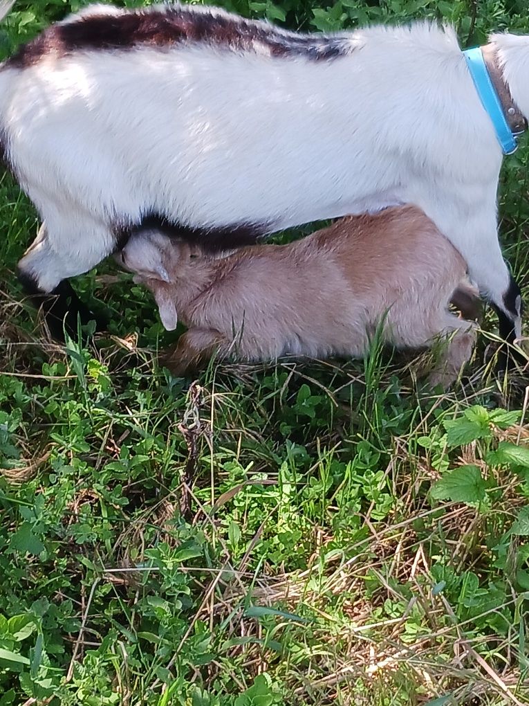 Cabrito com 2meses