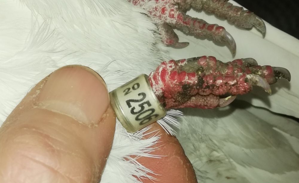 Gołąb ozdobny rasowy