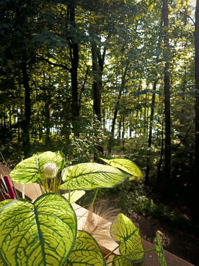 domek letniskowy 60 do wody  Mazury las jezioro