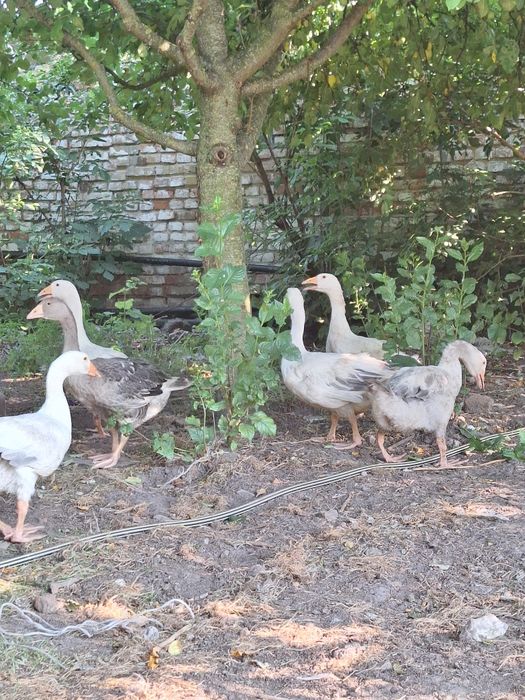 Продам молоді гуси