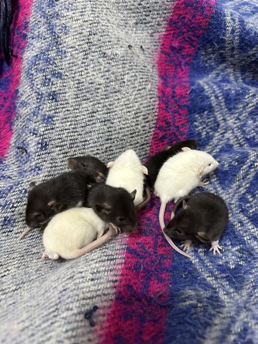 Пацюк криса щур пацюки