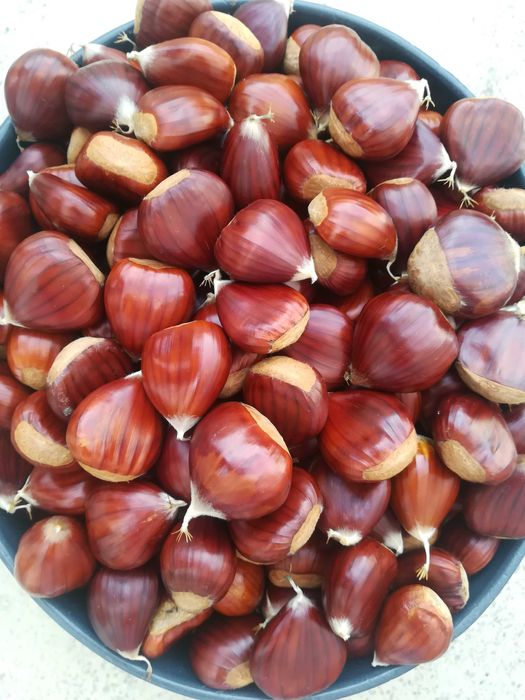 Castanha selecionada - Guarda