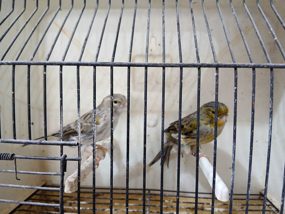 Para venda várias raças de canários