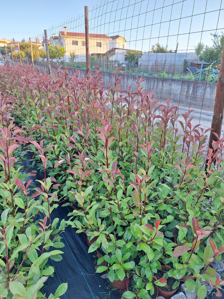 Photinia Red Robin - Carre Rouge - 50CM/100CM/150CM/200CM Alt.