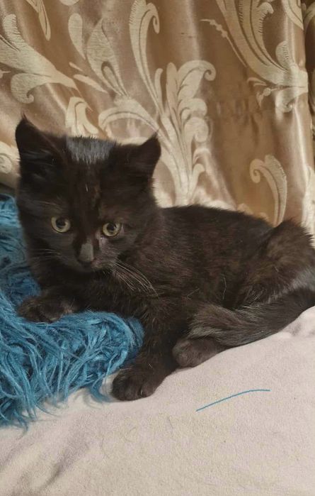 Чорне кошенятко хлопчик шукає найкращий дім! Котик 2 місяці.