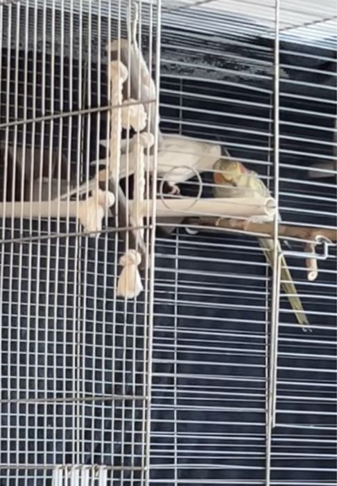 sprzedam parkę nimf