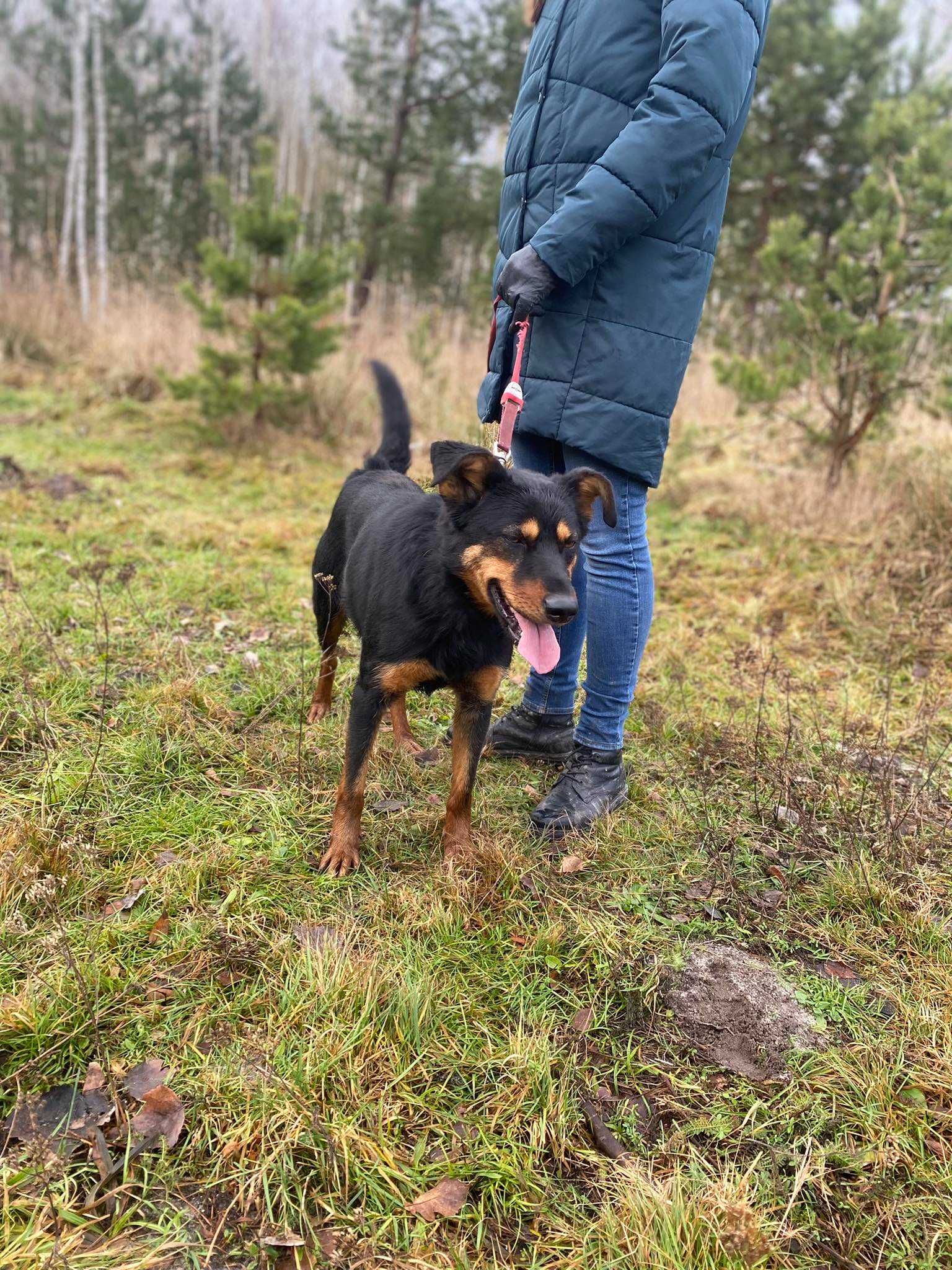 Wesoły i energiczny Bohun szuka swojego miejsca na ziemi ADOPCJA