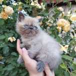 Короткошерстные экзоты
