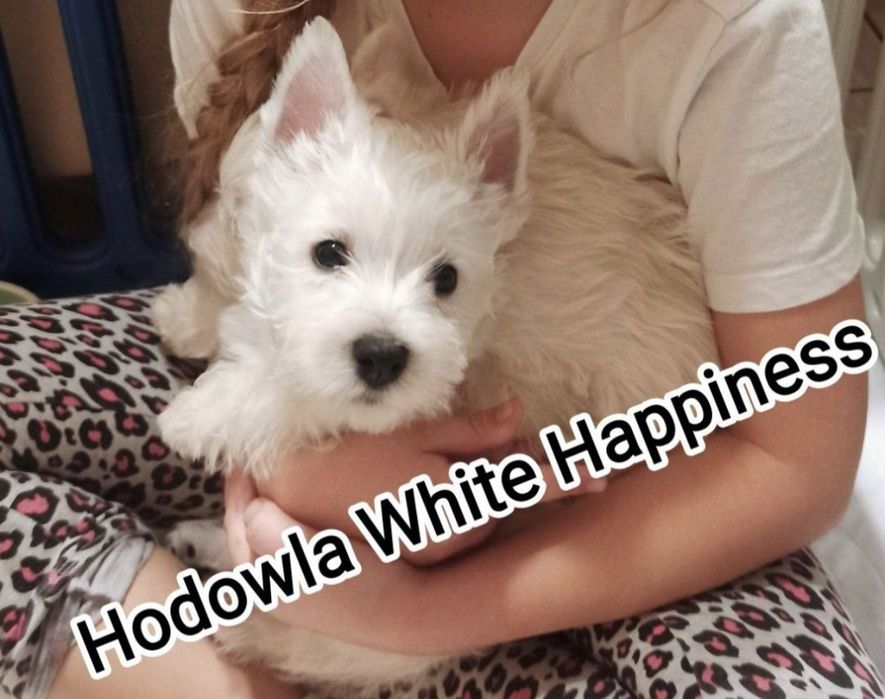 Słodki szczeniak West White Terrier Piesek po zdrowych rodzicach CMO 0