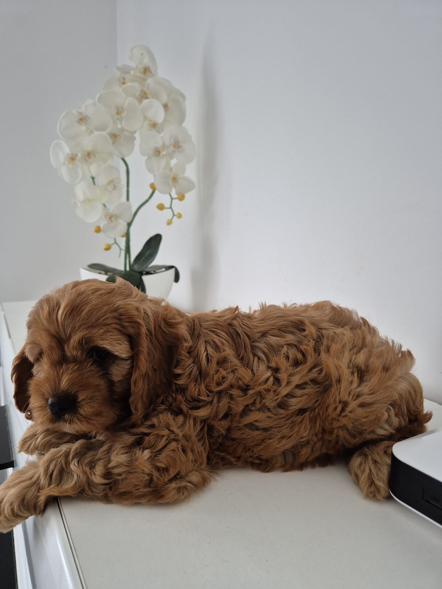 Piesek Cavapoo F1 Cavalier & Pudel