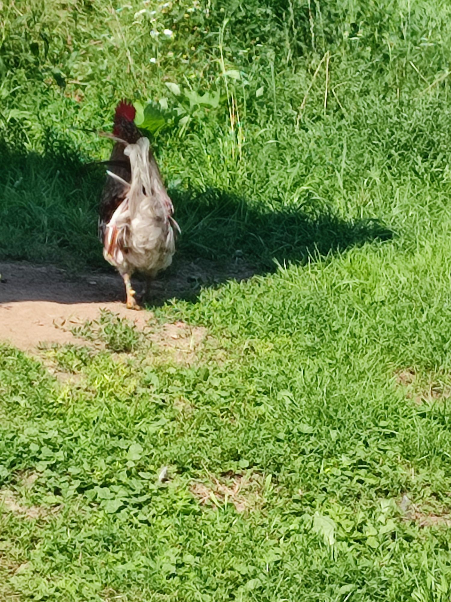 Sprzedam koguta karzeł