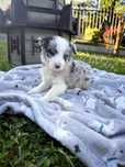 „BAXTER” Piesek BLUE MERLE Border Collie
