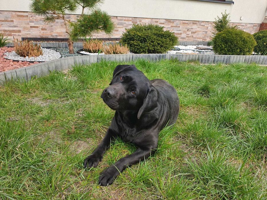 Labrador czarny 1,5 roczny