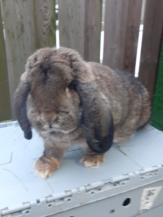 Samice Francuski Baran Szary po ocenach