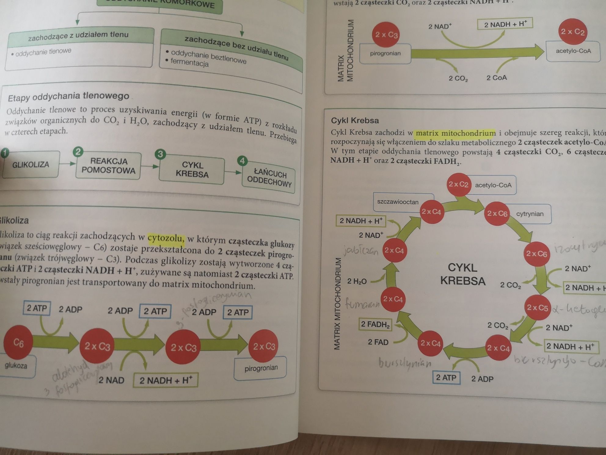 Tuż przed egzaminem Teraz matura Biologia