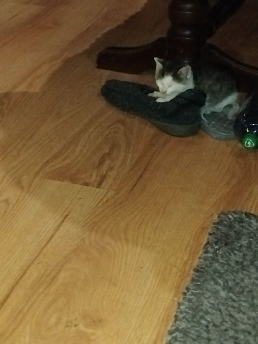 Oddam kotki do adopcji
