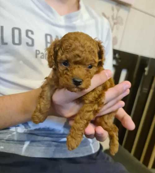 Pudel ,Pudelek Toy piesek red