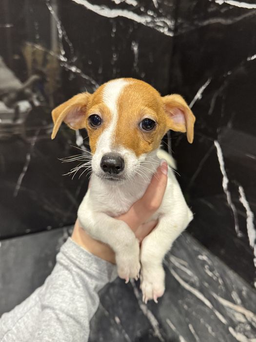 Джек рассел терʼєр