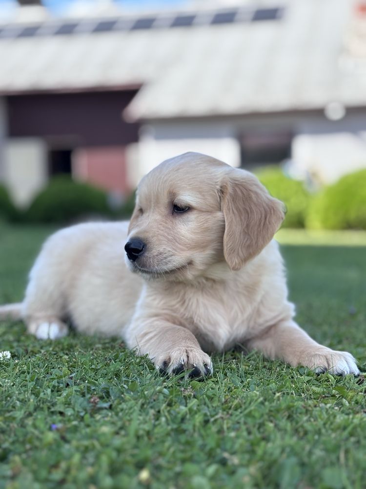 Golden Retriever