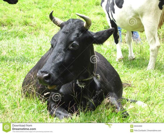 Продам корову черную
