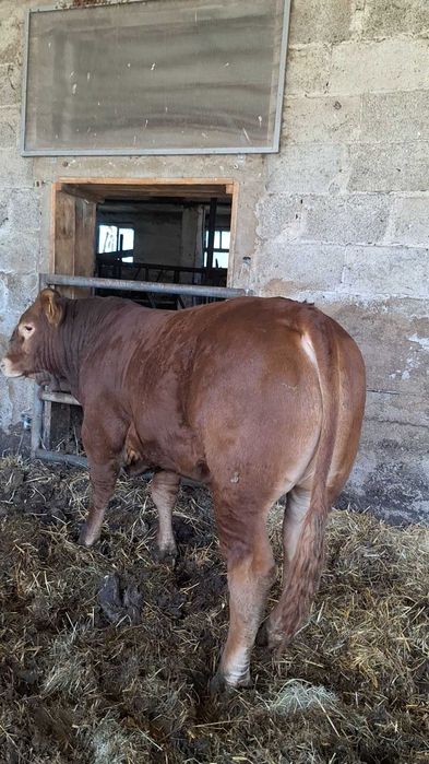Limousine bezrożny genetycznie!!! Genetyka francuska