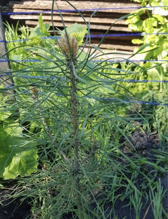 Сосна саженцы САДЖАНЦІ