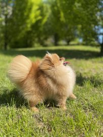 Pomeranian chłopczyk XXS FCI/Związek Kynologiczny