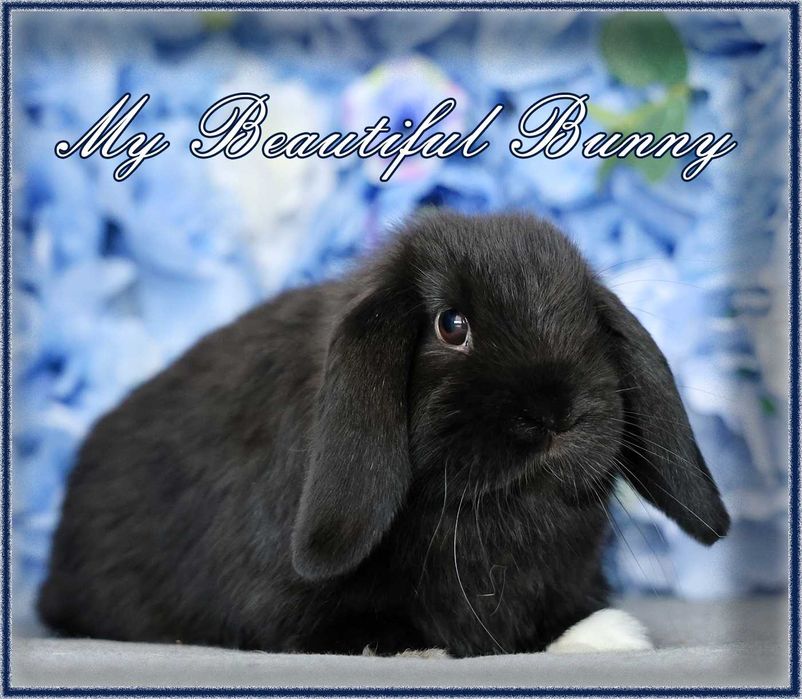 Piekny Królik Mini Lop - Black