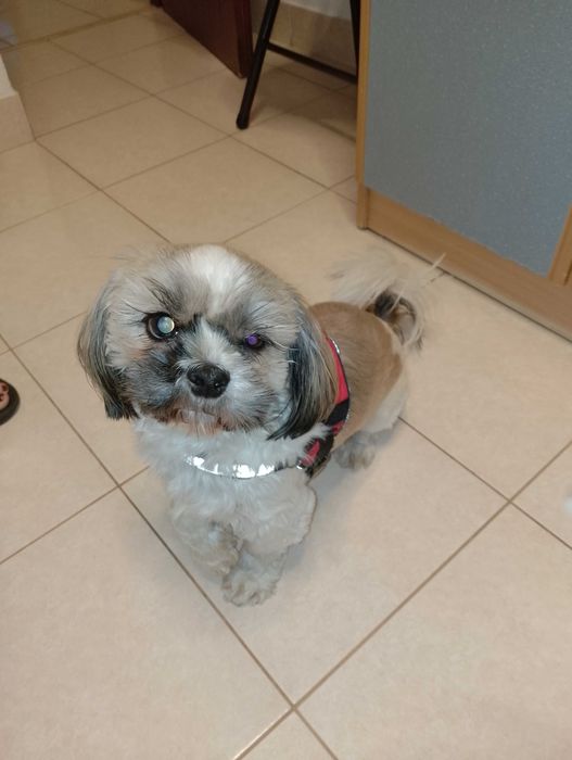 Oddam psa Shih Tzu