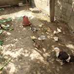 Vendo patos mudos de vários idades