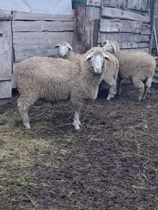 Продаж ягнят крос мериноландшаф