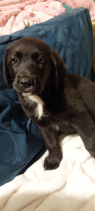 Szczeniaki w typie Labradora