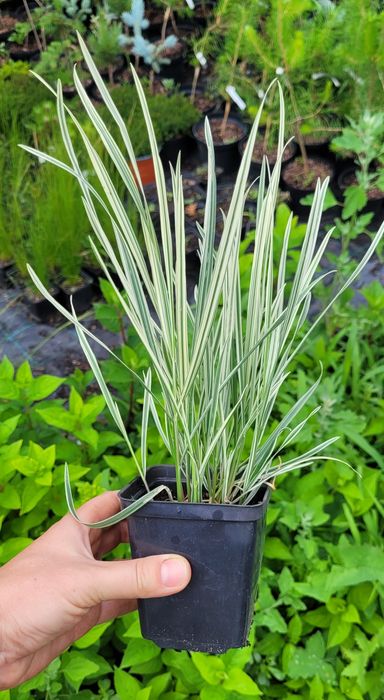 Злакові трави: пеннісетум, міскантус тощо