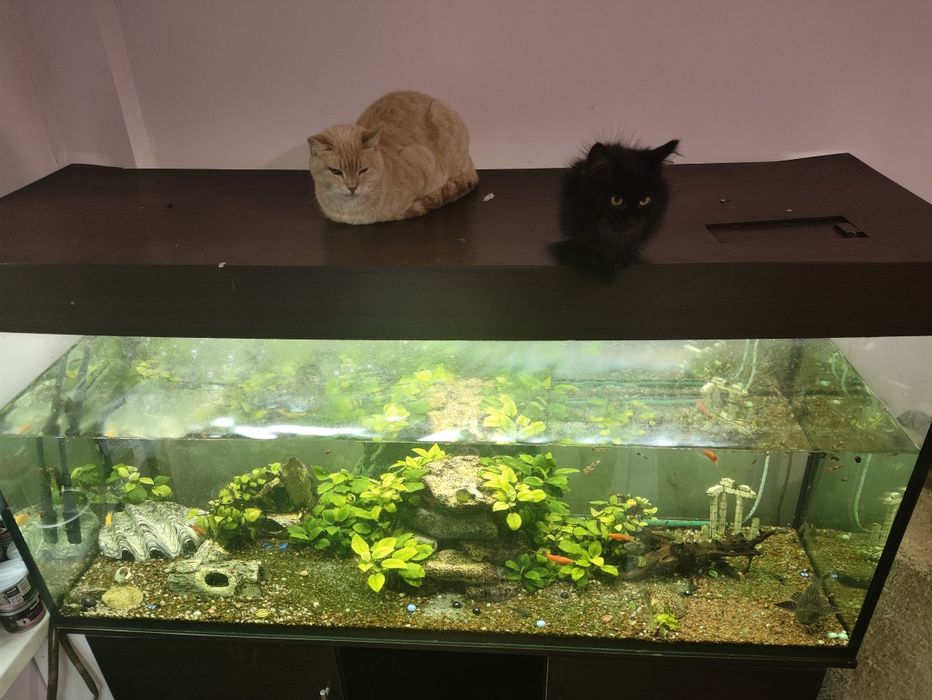 Аквариум на 500л