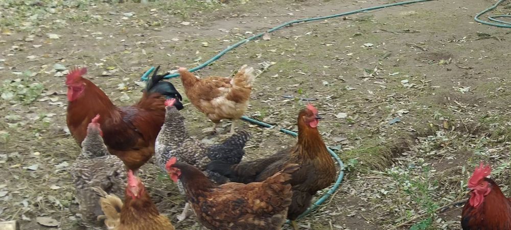 Sprzedam tegoroczne koguty w różnym wieku trzy karmazyn raz Amarok