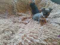 Chihuahua,  piesek, mini piesek, szczeniak