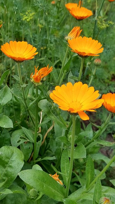 Календула насіння нагідки насіння