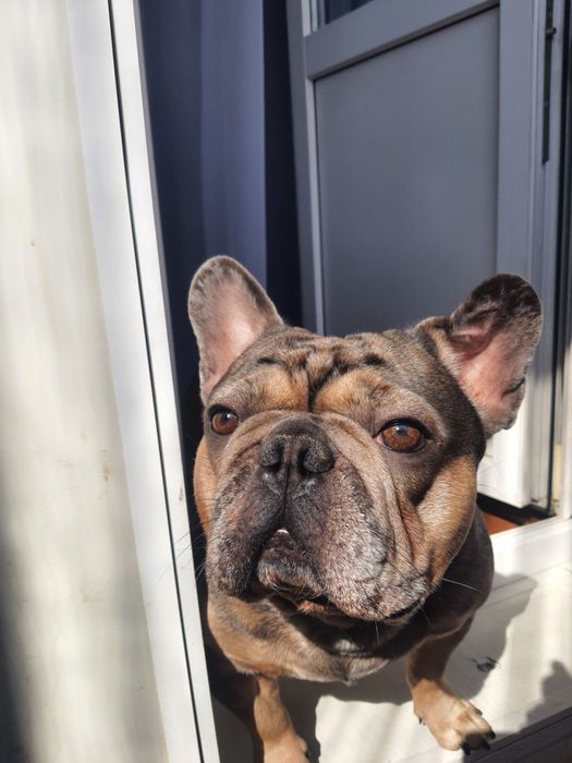 Французский бульдог Вязка