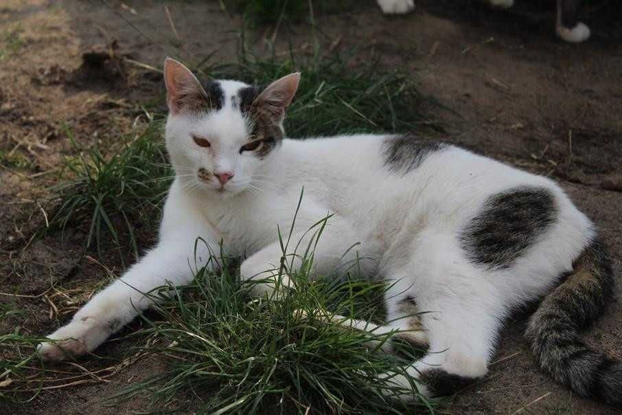 Kot Cezik szuka domu -schronisko Bełchatów-aktualne