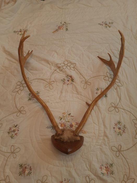 Рога оленя натуральные