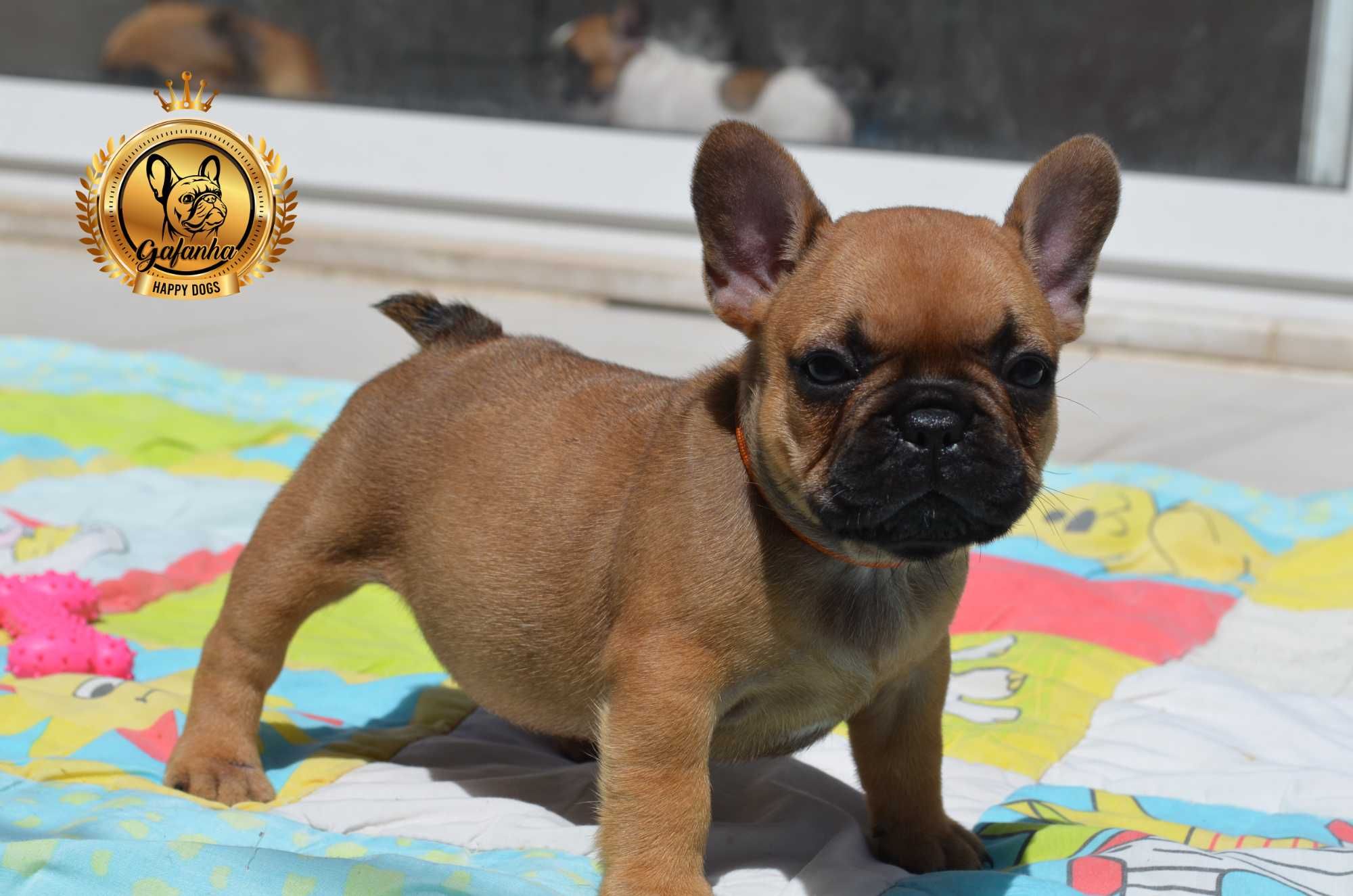 Bulldog Francês com LOP e Afixo, Cor Red Fawn.