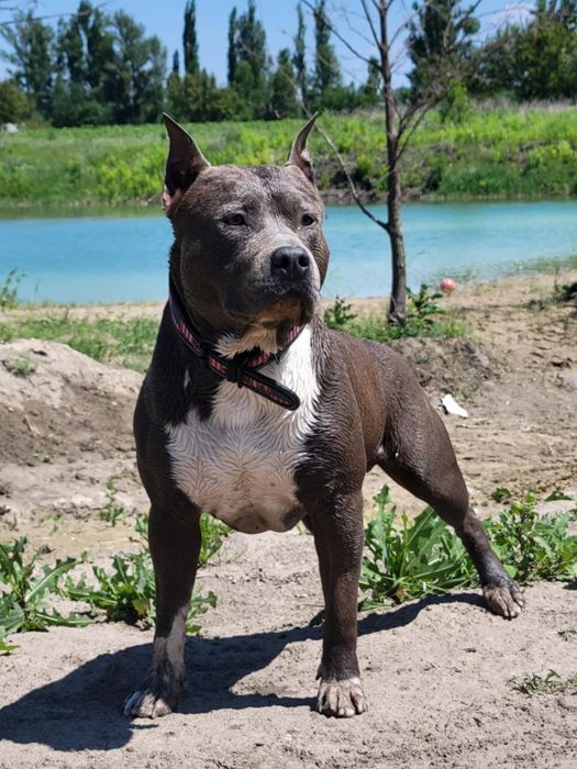 Блакитні Амстафята,КСУ- Дубль в'язка.Відкрите бронювання.