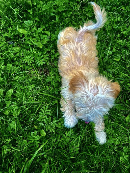 Maltipoo F1 Suczka