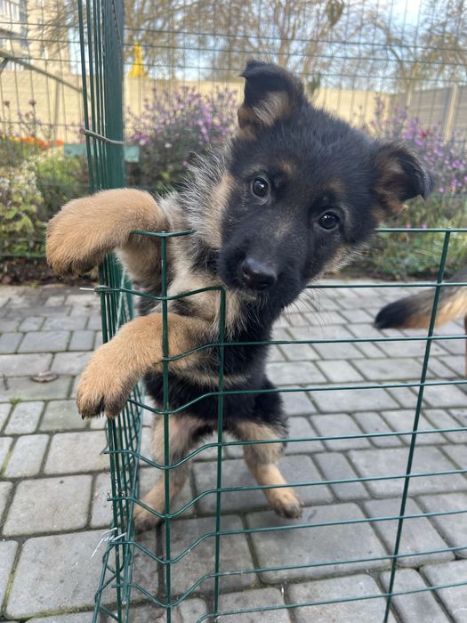 Цуциня німецької вівчарки