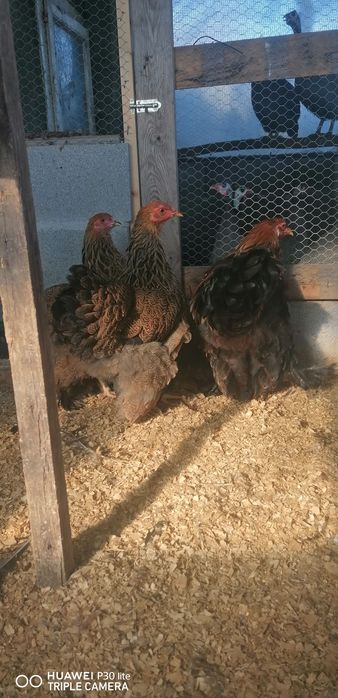 Vendo vários tipos de raça de galinhas