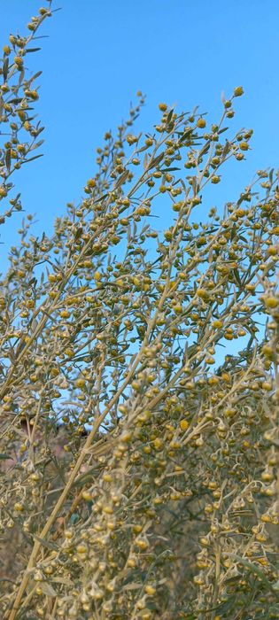 Ziele bylicy piołun 260g Eko(suszone) CZYSTA NATURA