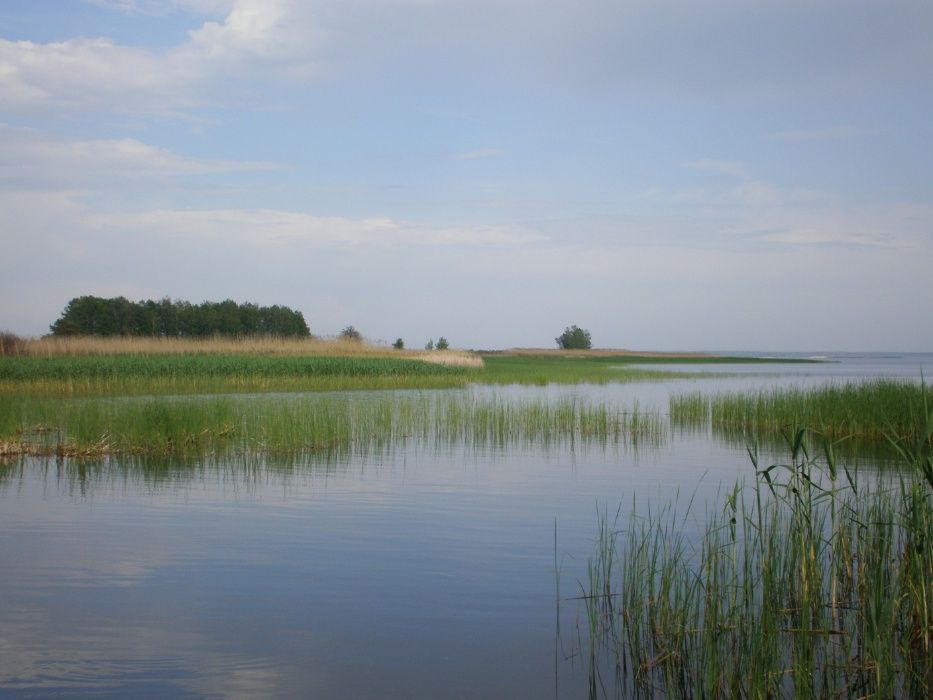 Здам на березі Дніпра два зруби з сауною у лісі.